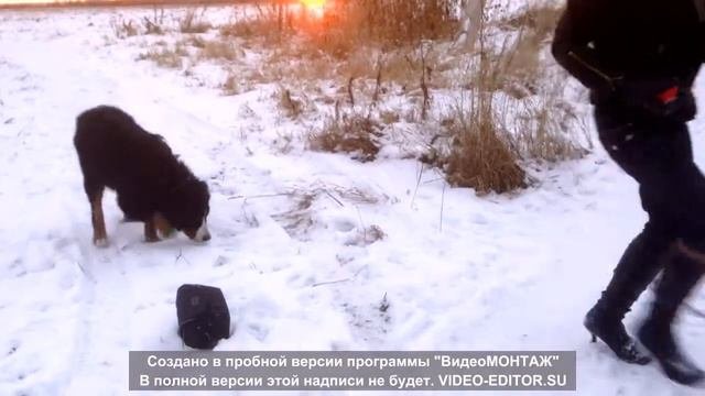 Бернский Зенненхунд ЗОЛОТАЯ ДЮНА МИКЕЛАНЖЕЛО БУОНАРОТТИ