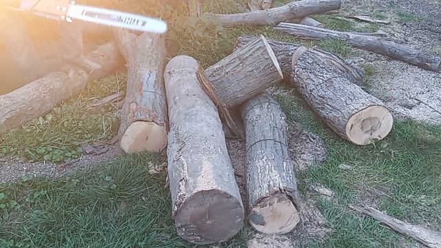 Testing a friend’s chain sharpening with a Stihl clone.