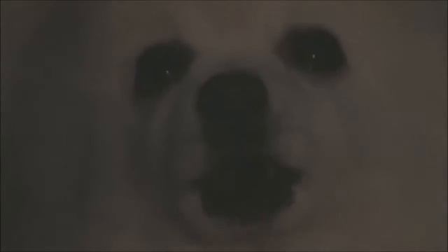 Белая собака 3