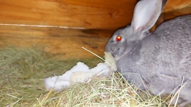 когда будут крольчата? почему не снимаю кроликов?
