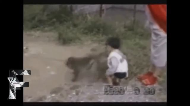 Лучшие видео смешные приколы  с животными за 2015 год
