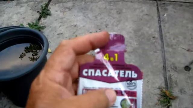 Профилактику от болезней винограда нужно делать во время
