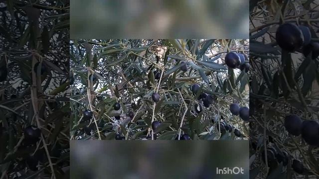 Пересадка дерева/Оливки/хозяйственный день/#vlog