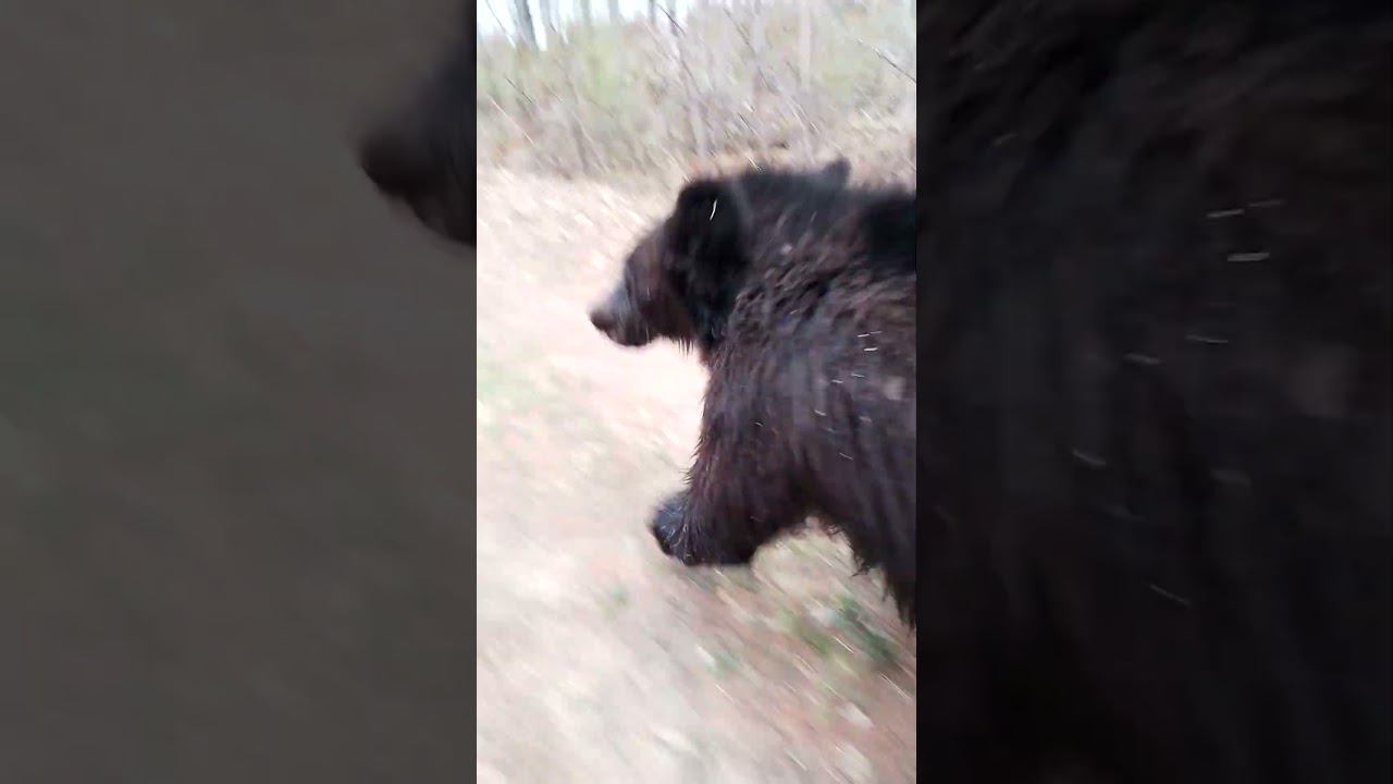 Под крышу дома своего. #bear #медведь