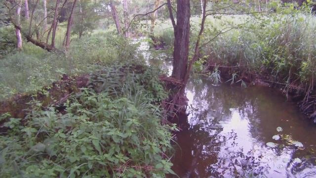 Окушки в Добавинском ручье.