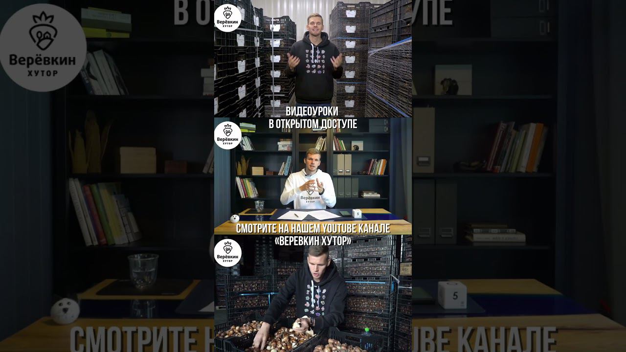 Выгонка тюльпанов для начинающих. Онлайн-курс бесплатно #выгонкатюльпанов