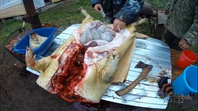 Забой поросенка 9 мес Полная разделка 18+ Без обрезки видео