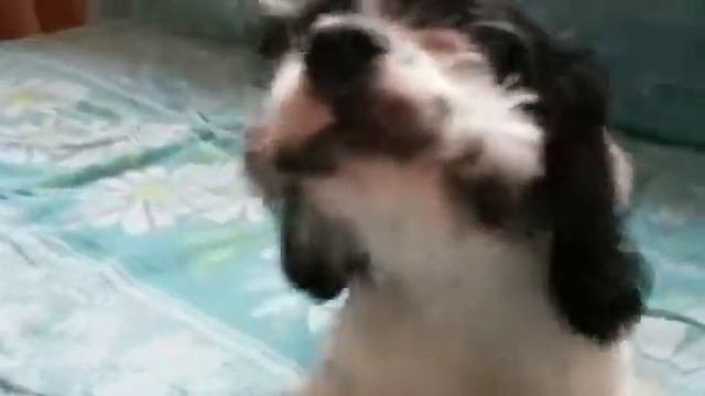 Рёма воет )))))