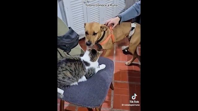 FUNNY CAT MEMES COMPILATION OF 2023 V26