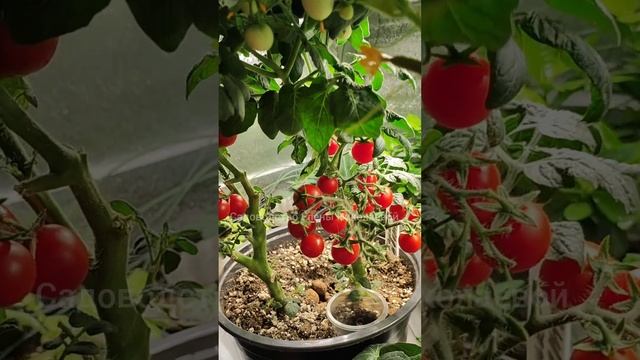 Даже дохлые огурцы, томаты вмиг заплодоносят! #сад #томаты #огород