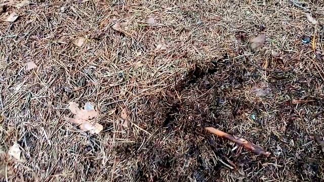 Весна идёт, ручей в лесу. Чья столовая?