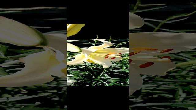Сериал цветут на даче красивые лилии в саду на клумбе за городом на природе в Подмосковье. серия 14