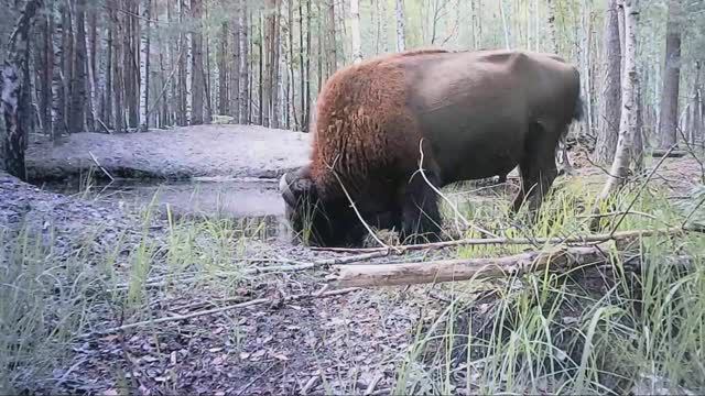 Бизоны на лесном пляже