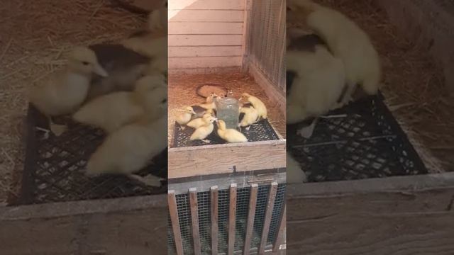 Умная поилка для утят своими руками. Do-it-yourself smart drinker for ducklings. ducklings ducks
