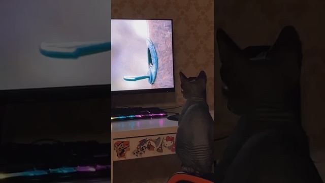 Котенок сфинкс и птички