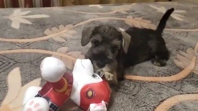 Щенок Цвергшнауцера окрас перец с солью.