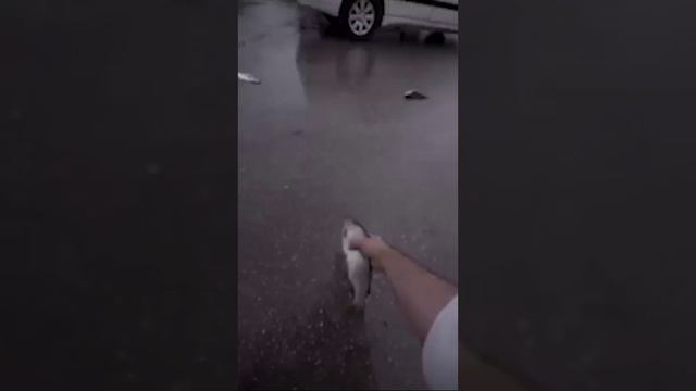Рыбный дождь прошел в Иране