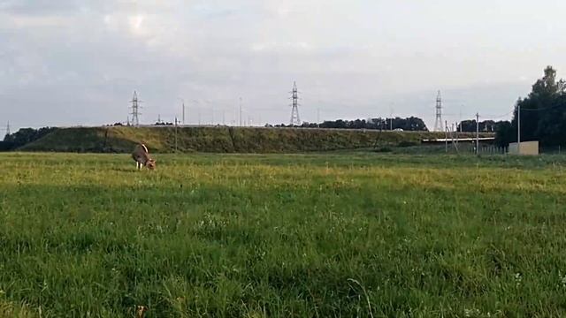 Потеряшка. И опять про козочек...
