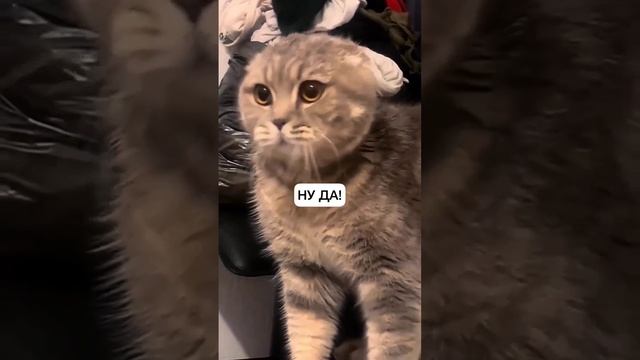 41812372_456239712.mp4