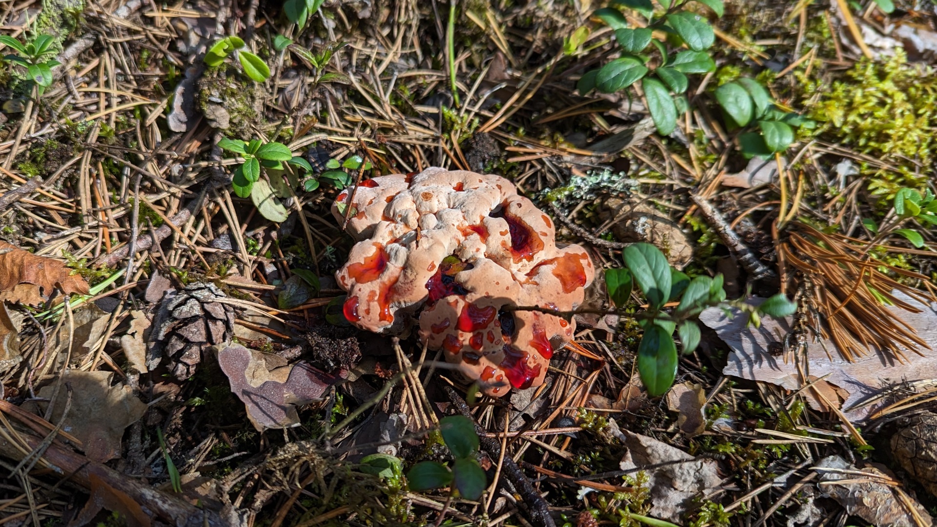 Гиднеллум ржавчинный (Hydnellum ferrugineum)? Как выглядит гриб на месте произрастания.