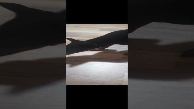 VID_20230925_204424.mp4
