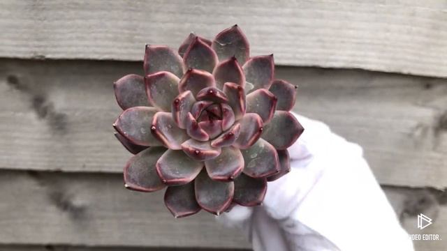 Echeveria Honky