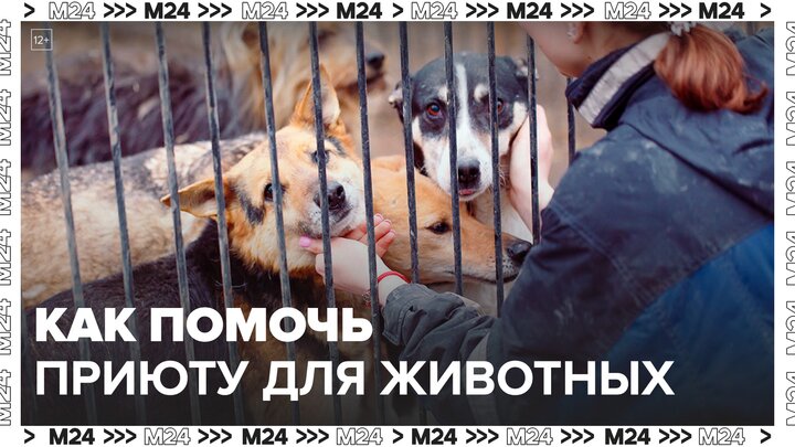 Как московские волонтеры помогают приютам для бездомных животных - Москва 24