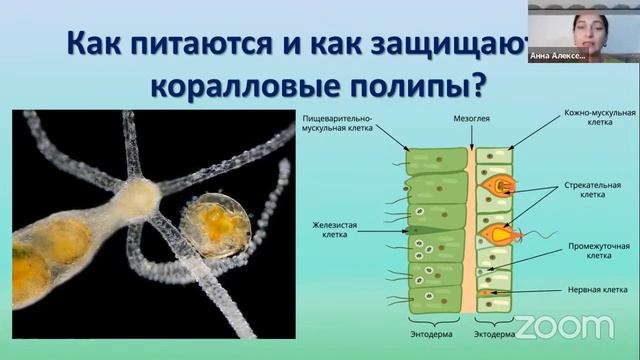 Онлайн занятие по биологии. Кораллы