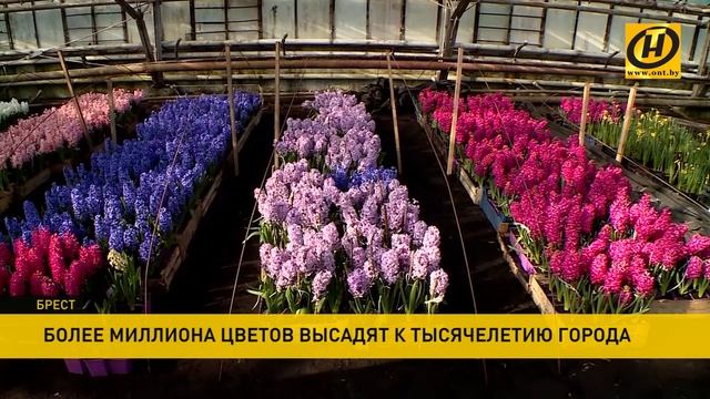 Более миллиона цветов высадят в Бресте к 1000-летию города