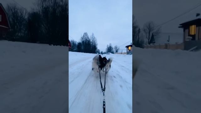 Скоростные ребята?️?тренируемся к следующему сезону ??❄️#training #siberianhusky #youtube