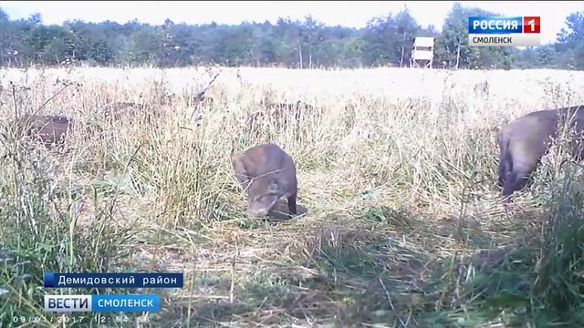 В сети появилось видео диких смоленских свиней
