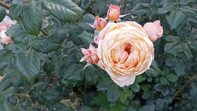 18 июня 2023 г.Розы - море цветов и ароматов. Любимые сорта #розы #розывсаду #сортароз #лучшиерозы