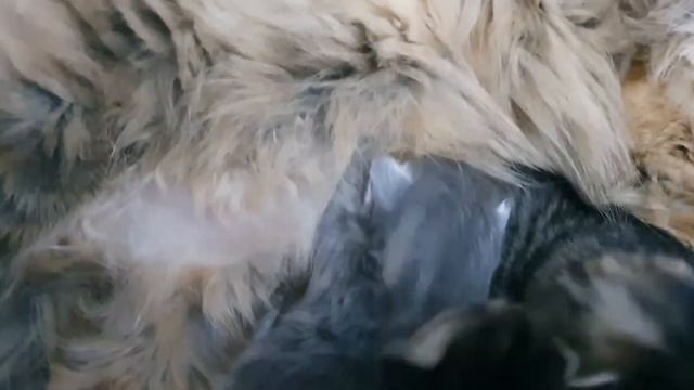 Котятам 2 недели
