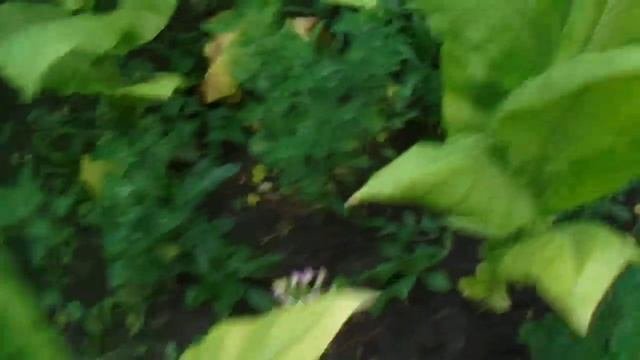 Привитый арбуз обзор подсолнечникакукурузы табака !!!