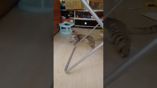 Котики топ!!!!!!! 😺😺😺😺😺😺😸😸😼😼😻😻