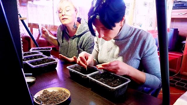 Посев цветов на продажу в начале февраля