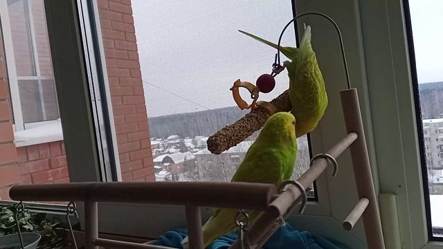 попугаи акробаты едят вкусняшку