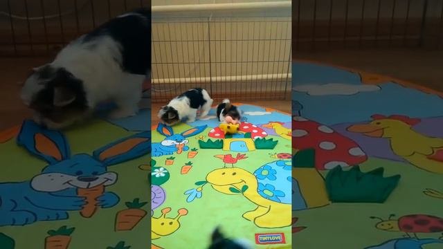 Щенки Бивера!!! Д/р 18.11.2019г.(3)