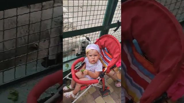 Есть озорники в Тайгане)
