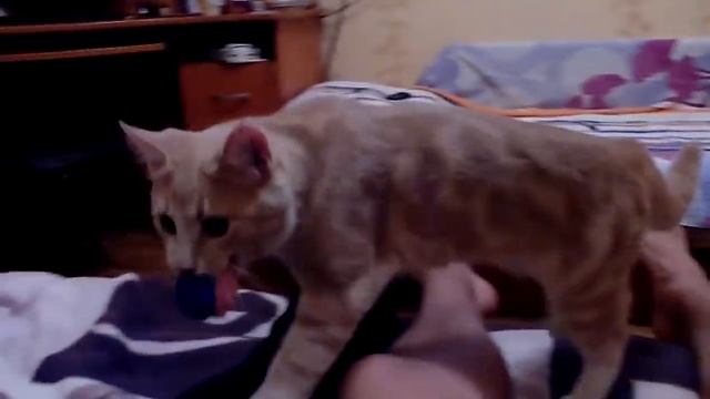 Cat thinks he's a dog ?
