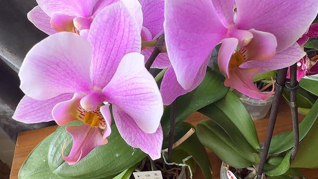 Опыление орхидеи #Амадора на ПопоСтарс