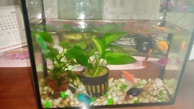 Рыбки, мы купили новое растение и краба в аквариум