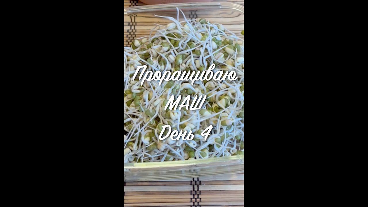 Проращиваю МАШ (БОБЫ МУНГ) | День_4