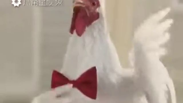 Талантливые курицы