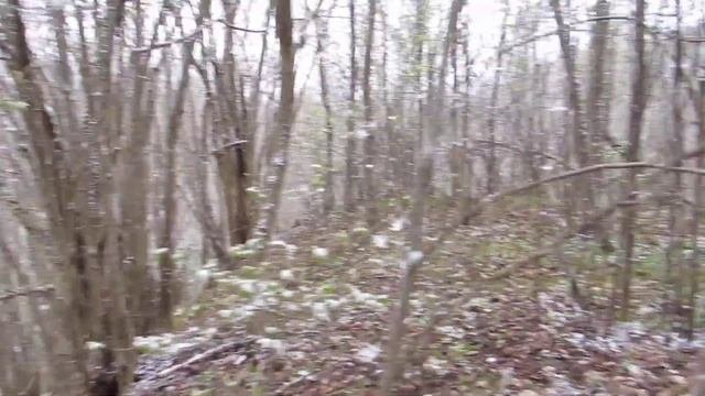 Древнее городище. Дер. Городище.  Выборская волость. Новоржевский район.