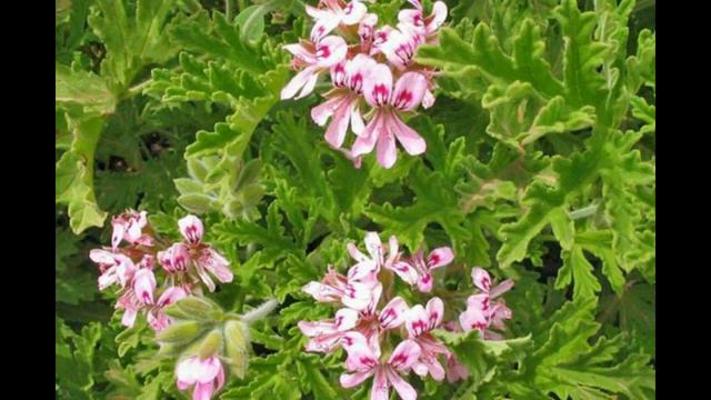 Mund ta rrisim edhe në shtëpi, kjo është bima medicinale që rrit imunitetin dhe bën mrekullinë