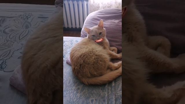 Мой пушистик