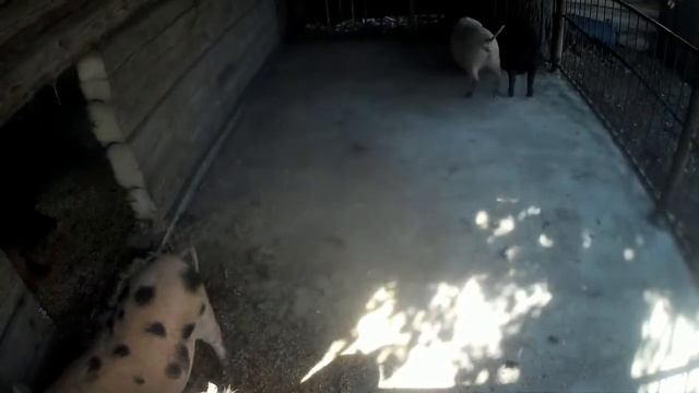 НАВЕС ДЛЯ СВИНЕЙ