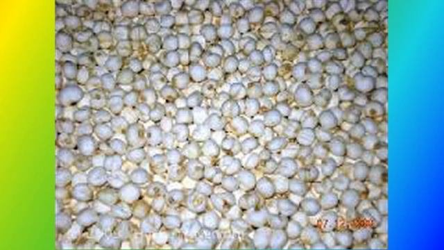 Xuyên Bối Mẫu – Dược Thảo Quý Trị Ho