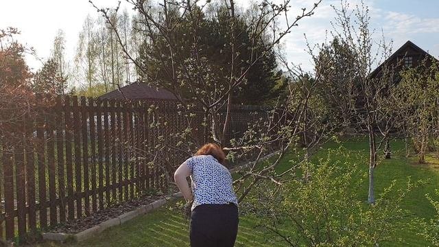 обрезка яблони